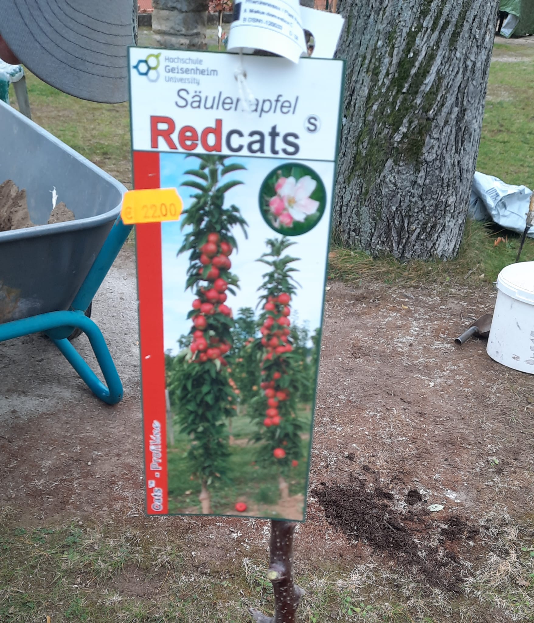 Baumpflanz Chall Nov2025 2